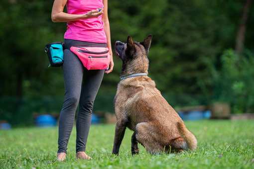 10 Best Dog Trainers in Nevada!