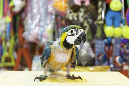 The 8 Best Pet Stores in Nevada!