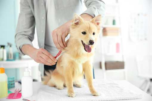 The 6 Best Pet Groomers in Nevada!