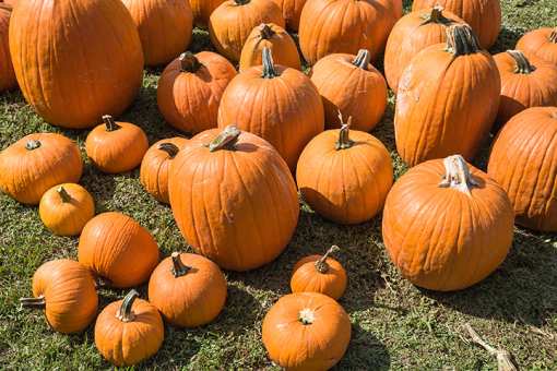 The 7 Best Pumpkin Picking Spots in Nevada!