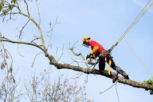 10 Best Tree Services in Nevada!