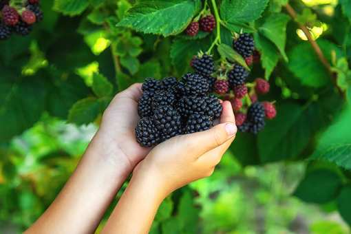 5 Best Blackberry Picking Farms in New York!