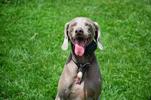 10 Best Dog Trainers in New York!