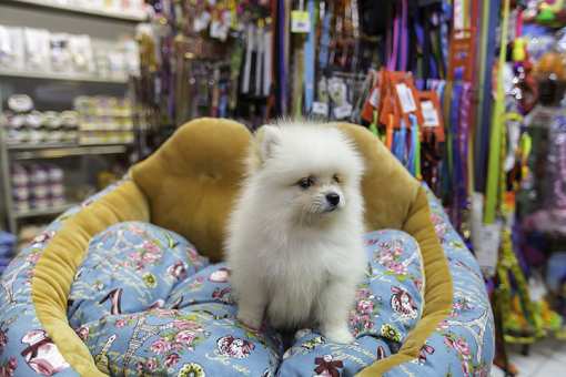 The 9 Best Pet Stores in New York!