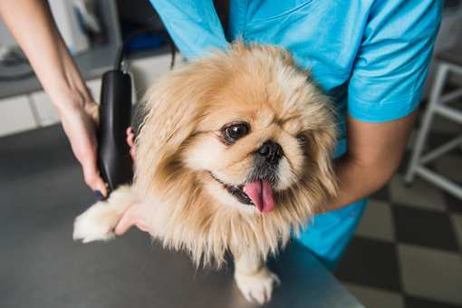 The 8 Best Pet Groomers in New York!