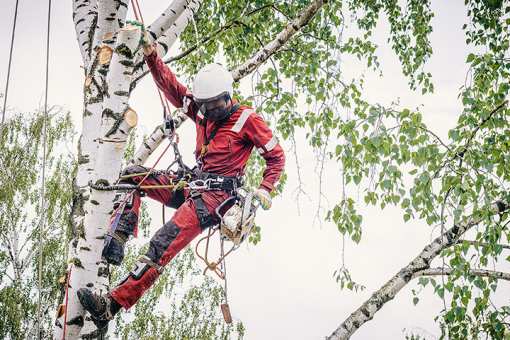 10 Best Tree Services in New York!