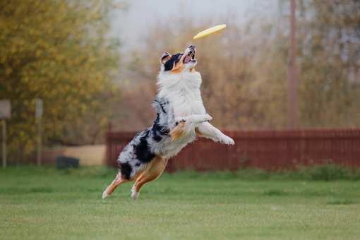 10 Best Dog Parks in Ohio!