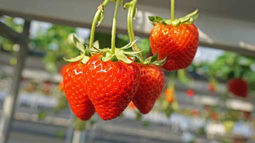 10 Best Places to Pick Strawberries in Ohio!