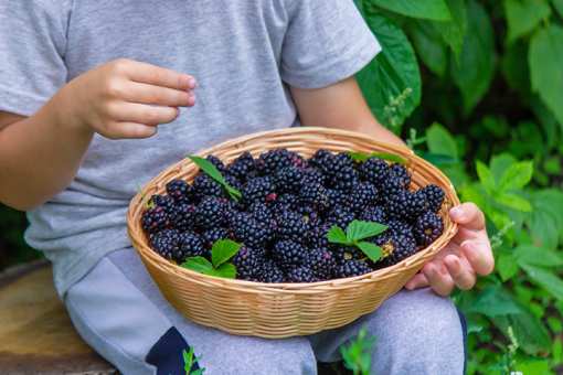 Best Blackberry Picking Farms in Oklahoma!