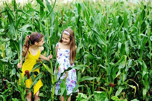 The 6 Best Corn Mazes in Oklahoma!