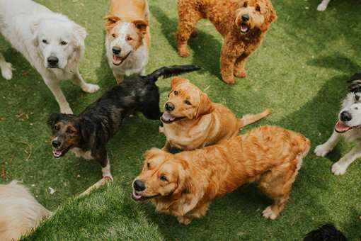 10 Best Dog Kennels in Oklahoma!