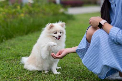 10 Best Dog Trainers in Oklahoma!