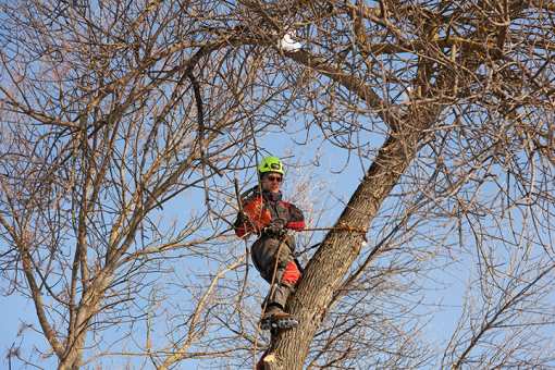 10 Best Tree Services in Oklahoma!
