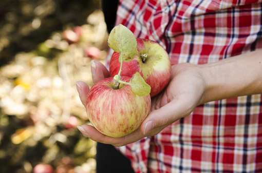 The 10 Best Apple Orchards in Oregon!