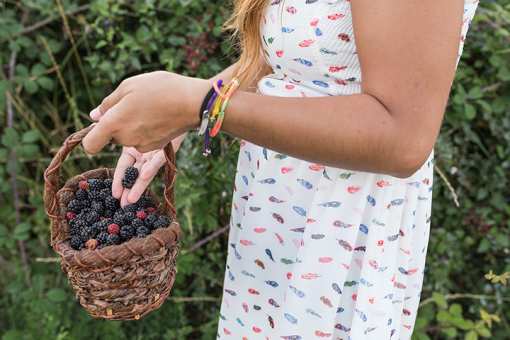 10 Best Blackberry Picking Farms in Oregon!