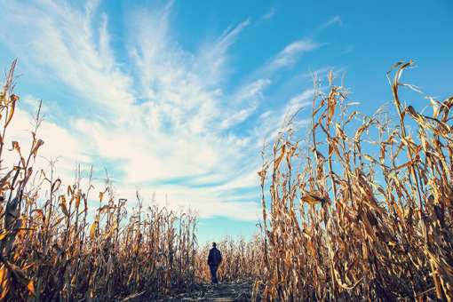  The 6 Best Corn Mazes in Oregon!