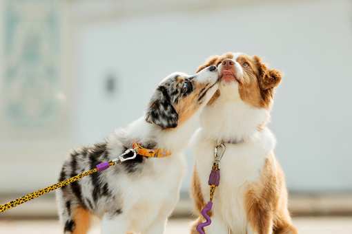10 Best Dog Kennels in Oregon!
