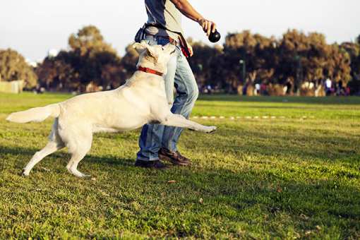 10 Best Dog Trainers in Oregon!