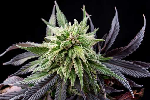 10 Best Marijuana Dispensaries in Oregon