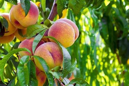 10 Best Places to go Peach Picking in Oregon!