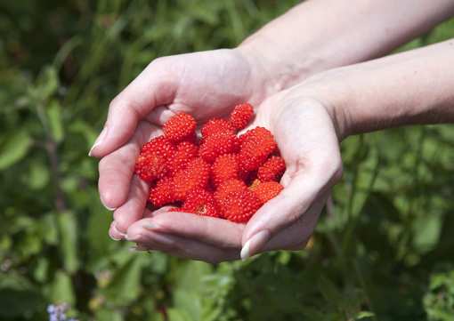 8 Best Places to Pick Raspberries in Oregon!