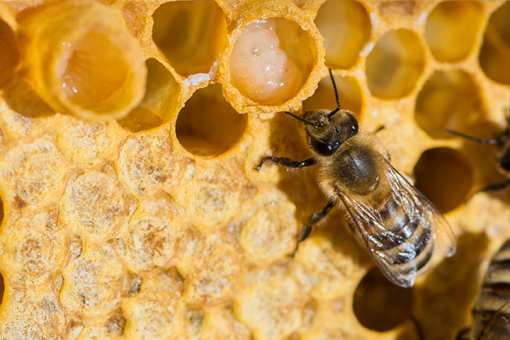 10 Best Honey Farms and Apiaries in Pennsylvania!