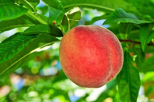 9 Best Places to go Peach Picking in Pennsylvania!