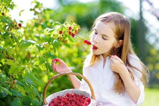10 Best Places to Pick Raspberries in Pennsylvania!