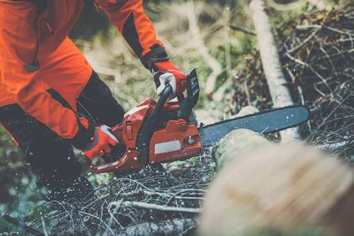 10 Best Tree Services in Pennsylvania! 