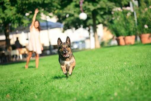The 10 Best Dog Parks in Rhode Island!