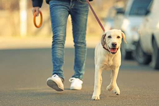 5 Best Dog Walking Services in Rhode Island!