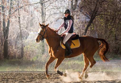 5 Best Horseback Riding Services in Rhode Island!