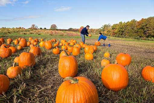 9 Best Pumpkin Patches in Rhode Island 
