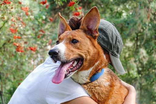 10 Best Animal Shelters & Pet Rescues in South Carolina!