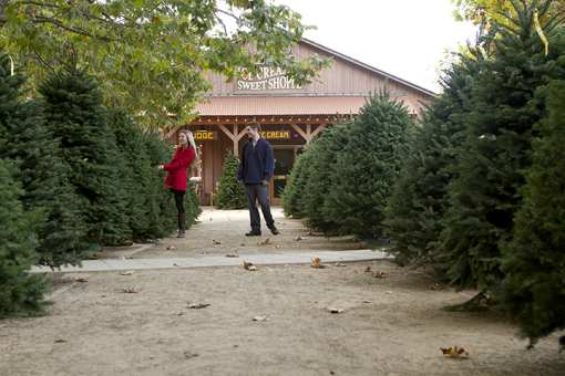7 Best Christmas Tree Farms in South Carolina!