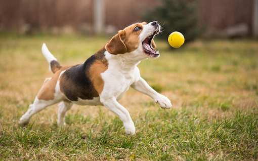 10 Best Dog Trainers in South Carolina!