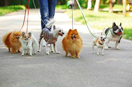 5 Best Dog Walking Services in South Carolina!