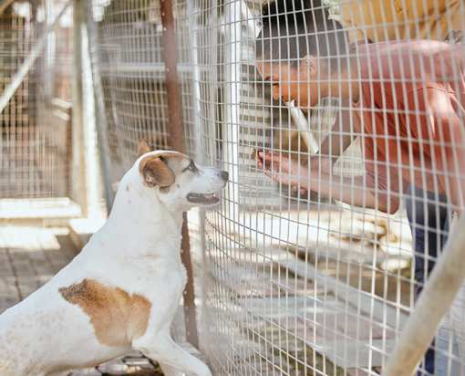 7 Best Animal Shelters & Pet Rescues in South Dakota!