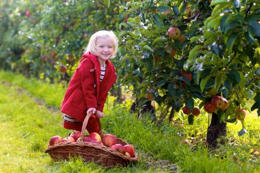 The Best Apple Orchards in South Dakota!