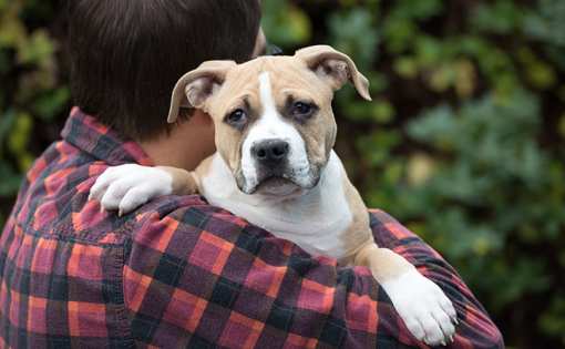 10 Best Animal Shelters & Pet Rescues in Tennessee!