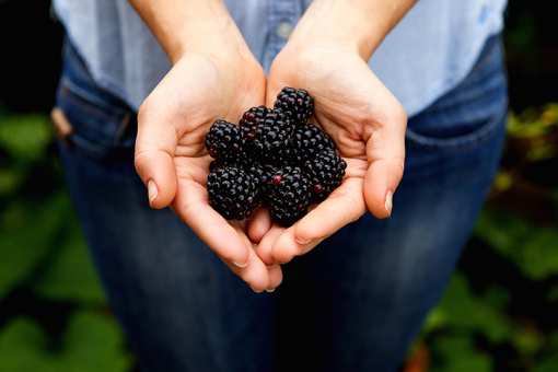 Best Blackberry Picking Farms in Tennessee!