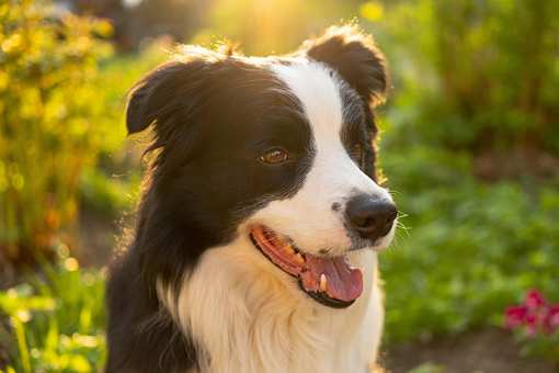 10 Best Dog Kennels in Tennessee!