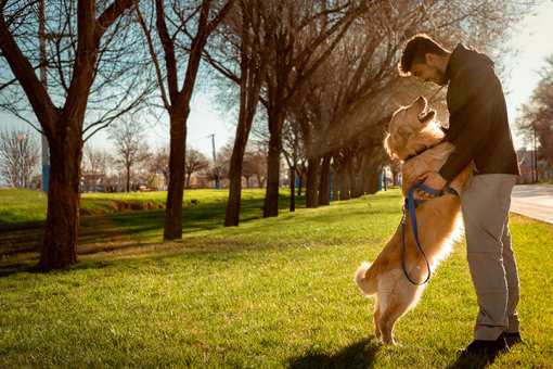 10 Best Dog Parks in Tennessee!