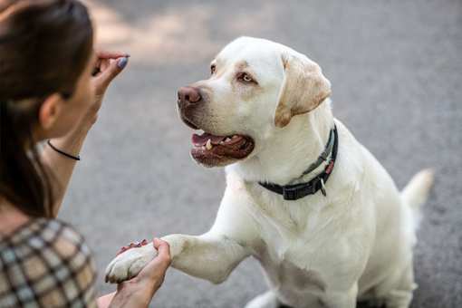 10 Best Dog Trainers in Tennessee!