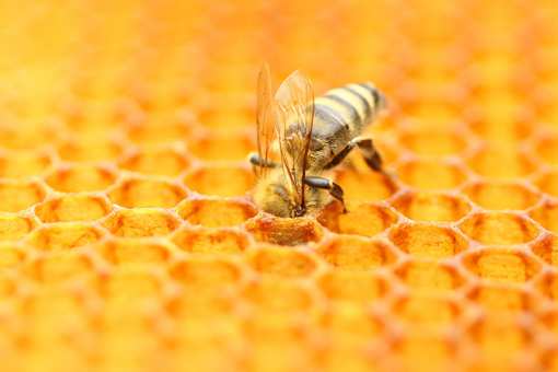 Best Honey Farms and Apiaries in Tennessee!