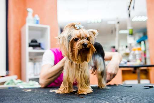 10 Best Pet Groomers in Tennessee