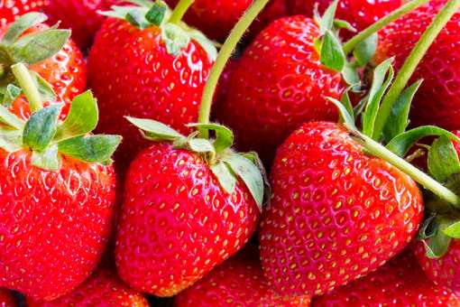 8 Best Places to Pick Strawberries in Tennessee!