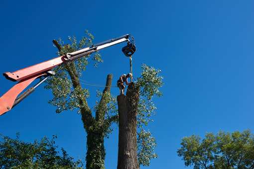 10 Best Tree Services in Tennessee!