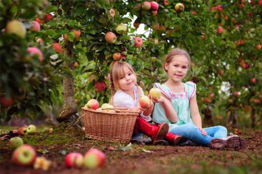 The Best Apple Orchards in Texas!