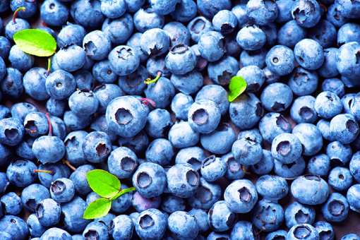 5 Best Places to Pick Blueberries in Texas!